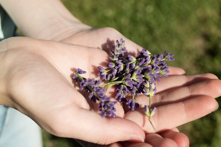 6 Amazing Benefits of Lavender Oil